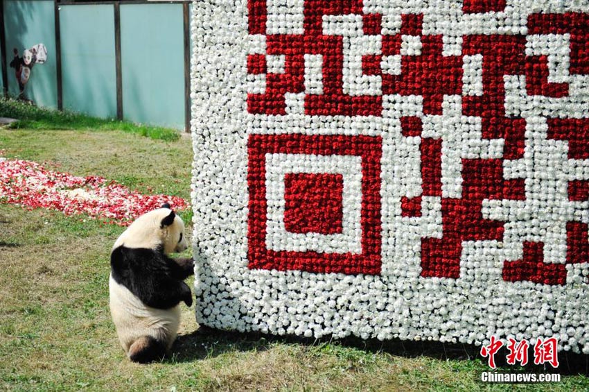 Der Panda-Code