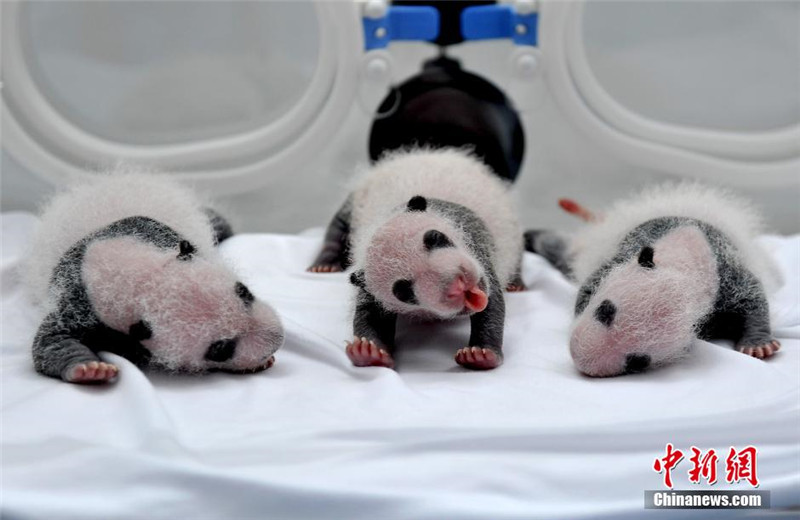Panda bringt erstmals Drillinge zur Welt