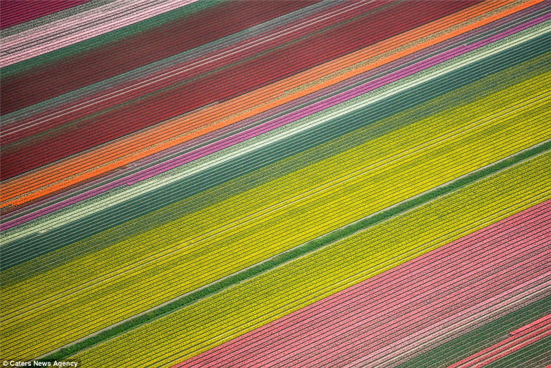 Hollands Blumenmeer auch aus der Luft ein Genuss
