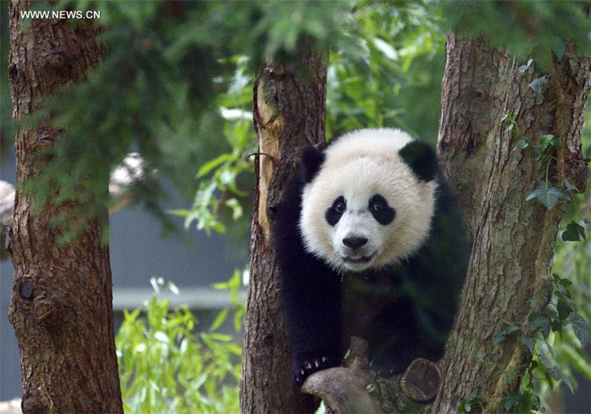 Panda Bao Bao feiert 1. Geburtstag