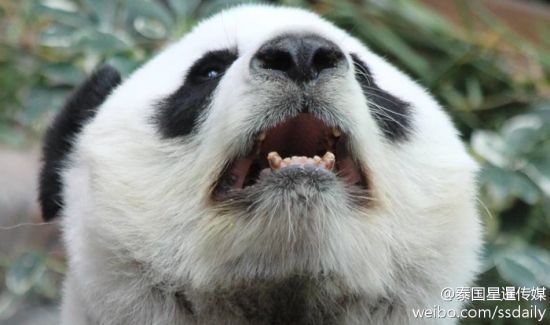 Panda ohne Biss wirft Fragen auf