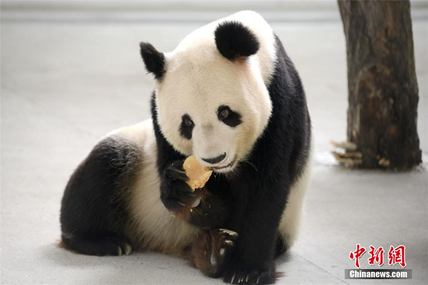 Auch Pandas feiern das Mondfest