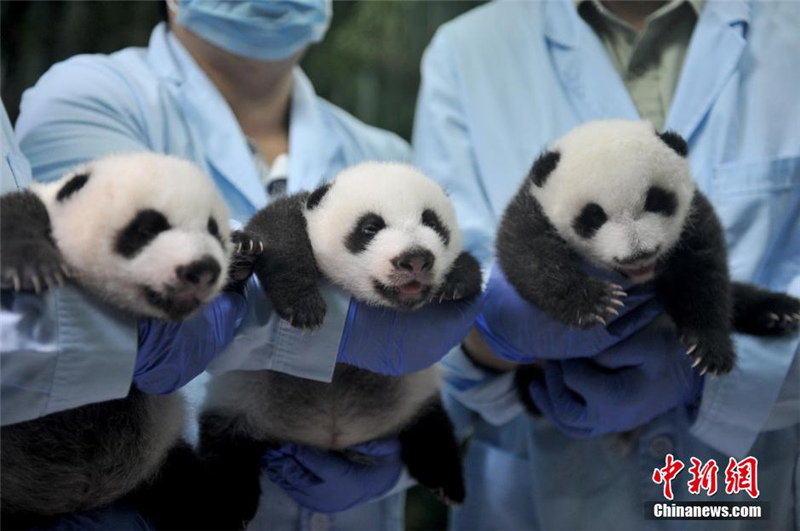 Panda-Drillinge entwickeln sich prächtig