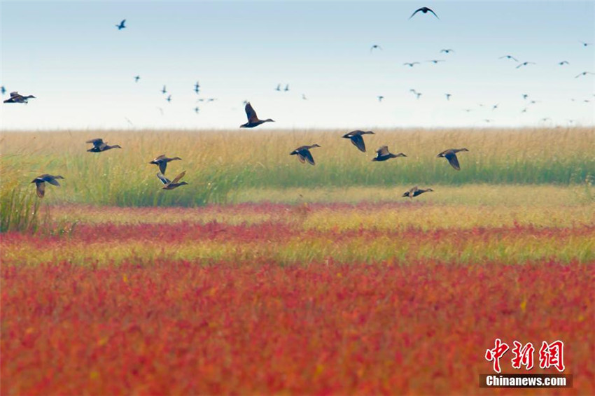 Zugvögel zu Gast im Naturschutzgebiet Yancheng