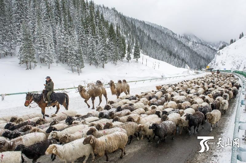Xinjiang: Schafherde im Schneegestöber