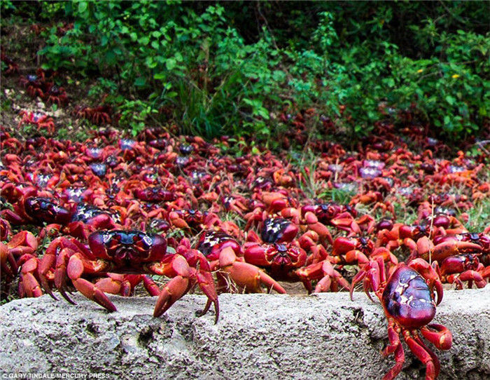 Wanderung der roten Krabben auf der Weihnachtsinsel