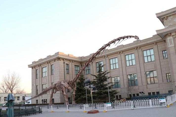 Größter Dinosaurier der Welt in Beijing