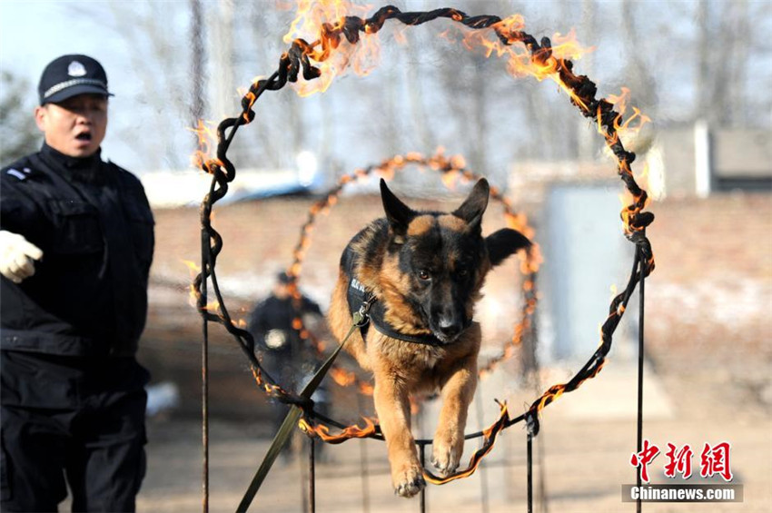 Polizeihunde trainieren für „Chunyun“