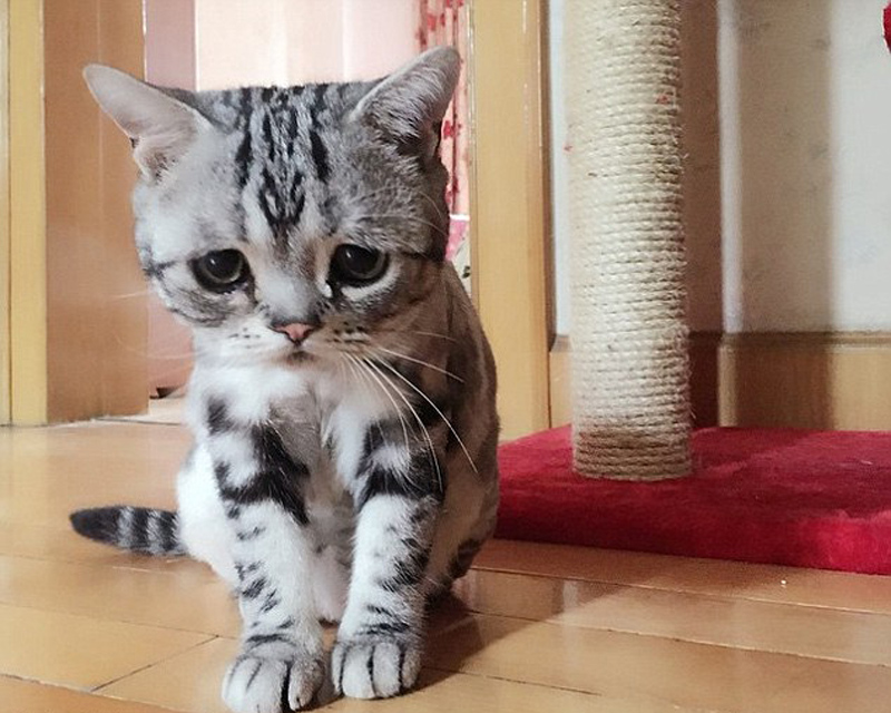 Luhu aus China – die traurigste Katze der Welt
