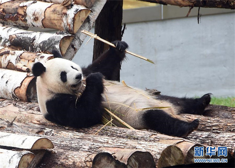 Pandas im Tierpark von Changchun
