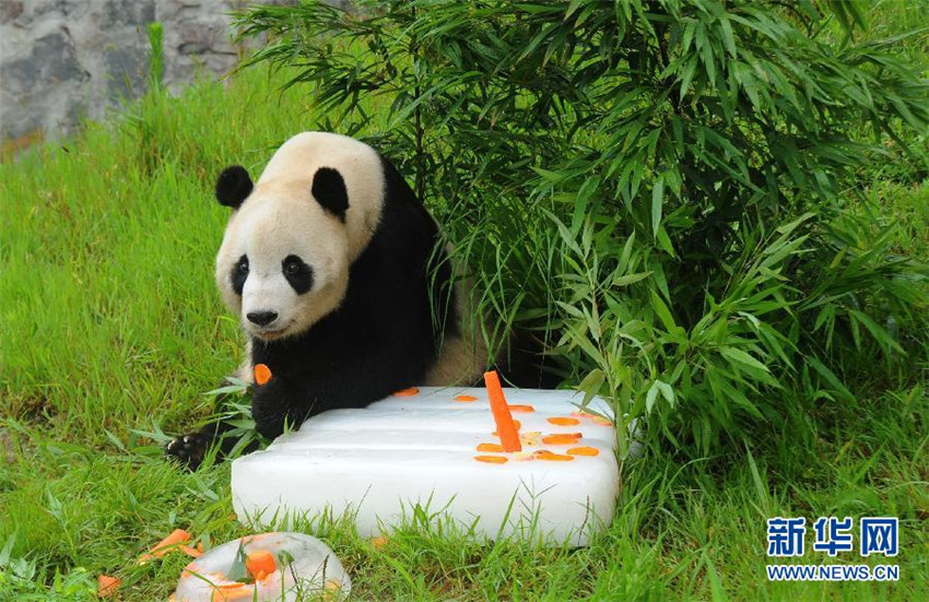 In den USA geborener Panda feiert seinen 10. Geburtstag in Sichuan