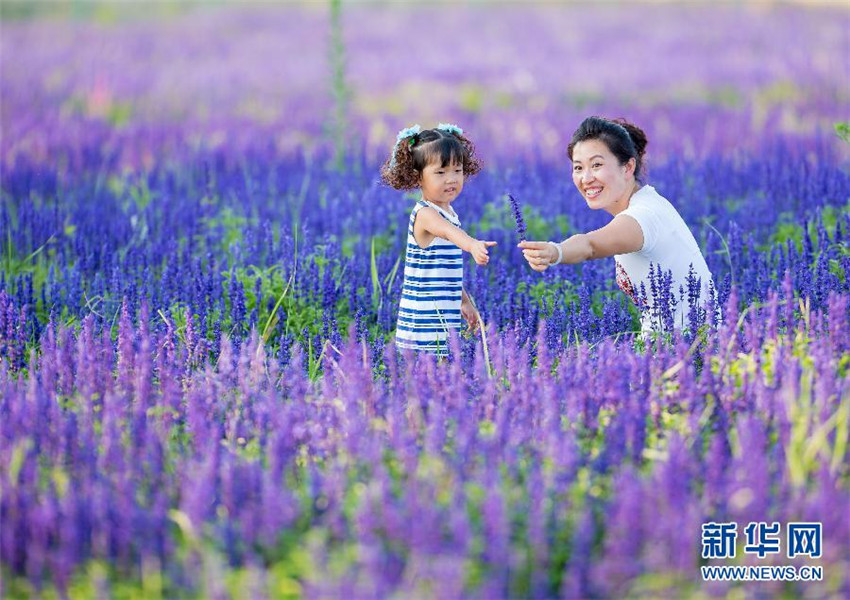 Violettes Blütenmeer in Hohhot