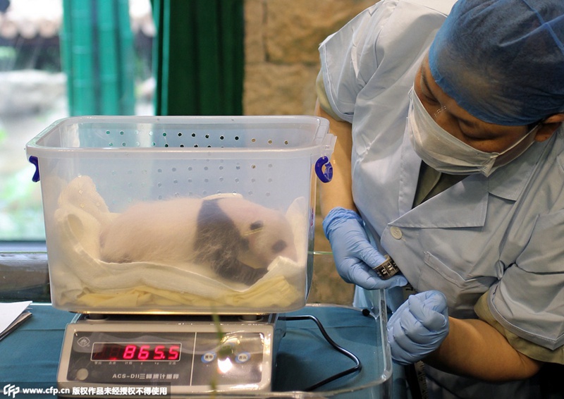 Guangzhouer Baby-Panda auf Arztbesuch