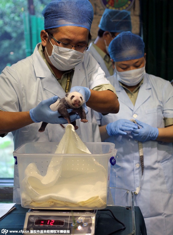 Guangzhouer Baby-Panda auf Arztbesuch