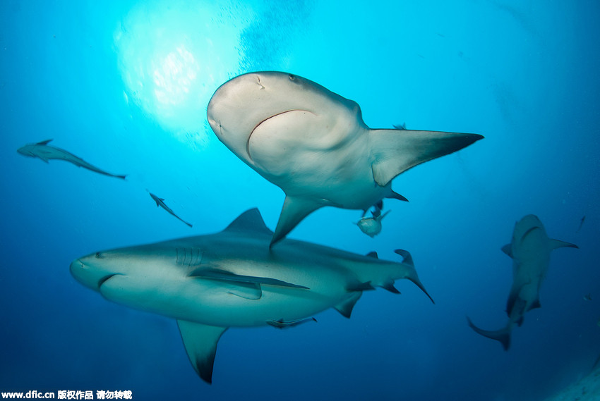 Taucher füttert Bullenhaie im Meer