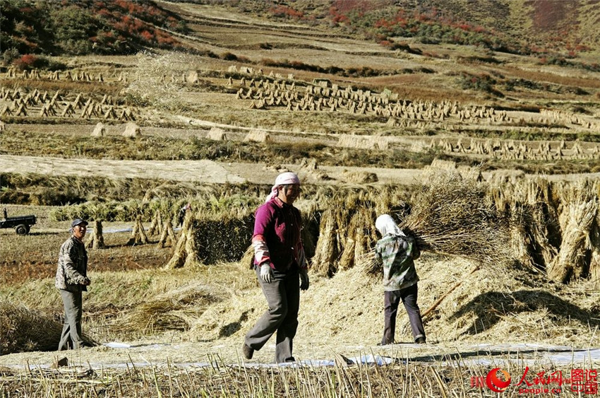 Erntezeit auf dem Qinghai-Tibet-Plateau