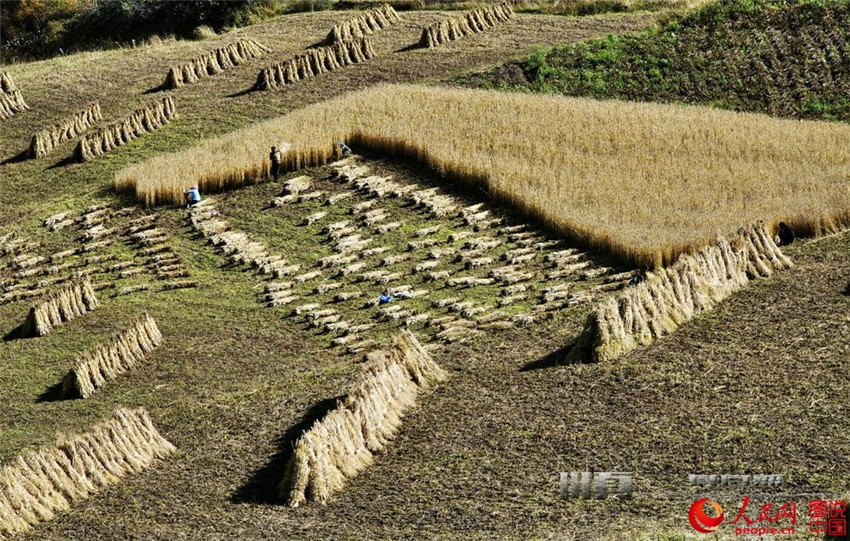 Erntezeit auf dem Qinghai-Tibet-Plateau