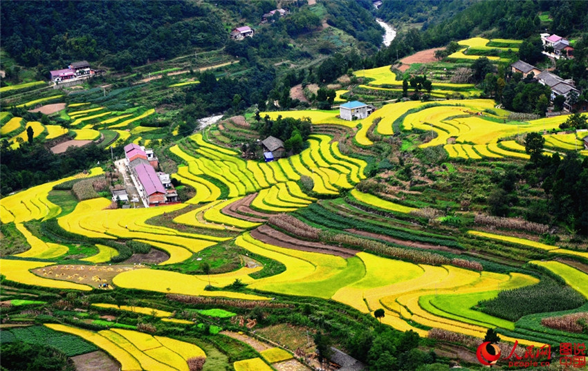 „Goldene“ Reisernte in Shaanxi