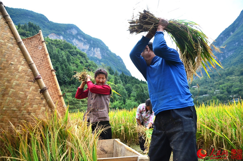 „Goldene“ Reisernte in Shaanxi