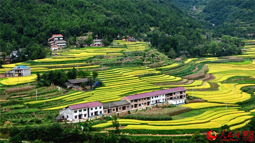 „Goldene“ Reisernte in Shaanxi