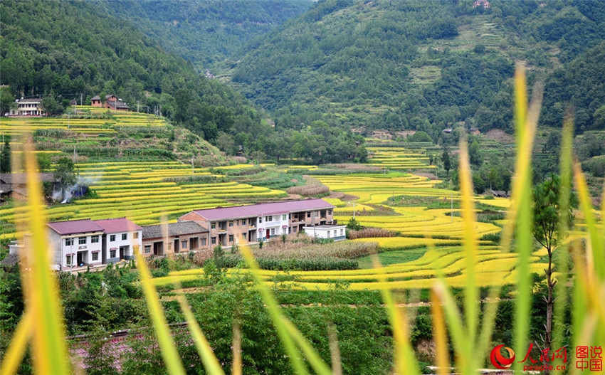 „Goldene“ Reisernte in Shaanxi