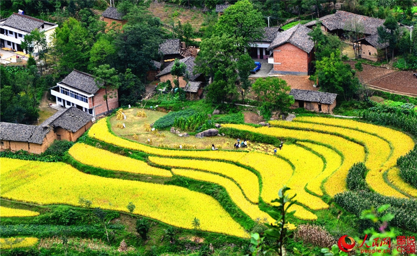 „Goldene“ Reisernte in Shaanxi