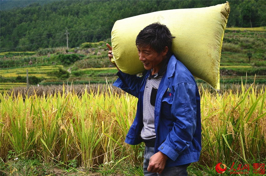 „Goldene“ Reisernte in Shaanxi