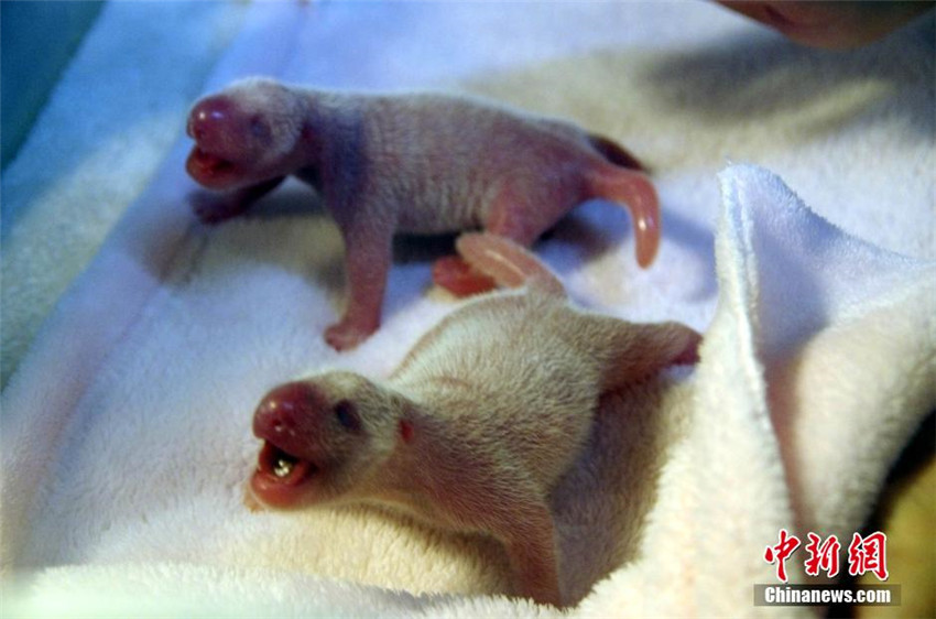 Panda Qingxi bringt Zwillinge zur Welt