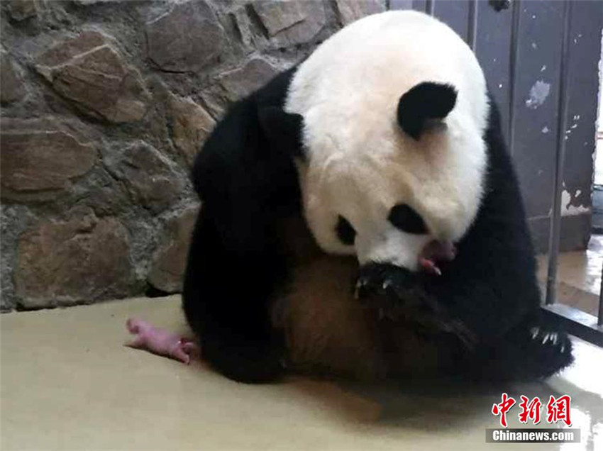 Panda Qingxi bringt Zwillinge zur Welt