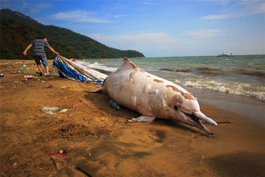 Weißer Delfin in Südchina gestrandet
