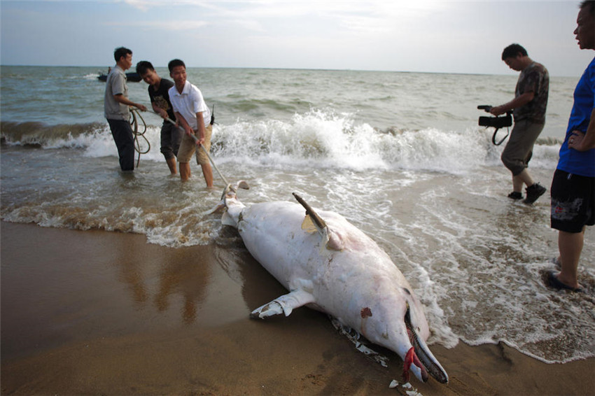 Weißer Delfin in Südchina gestrandet