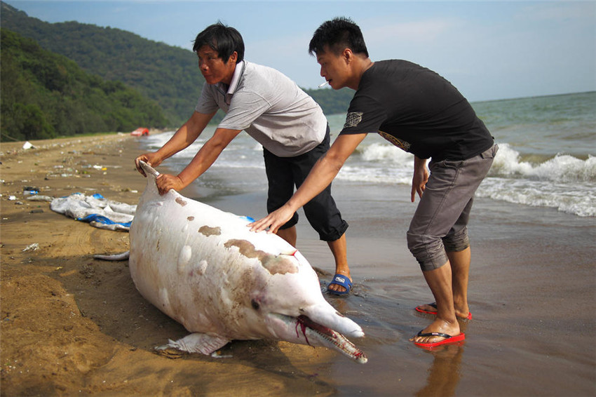 Weißer Delfin in Südchina gestrandet