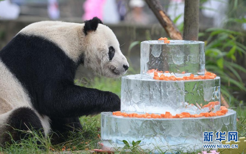 Ältester männlicher Panda feiert seinen 30. Geburtstag 