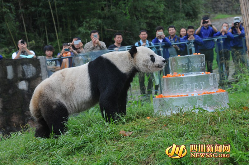 Ältester männlicher Panda feiert seinen 30. Geburtstag 