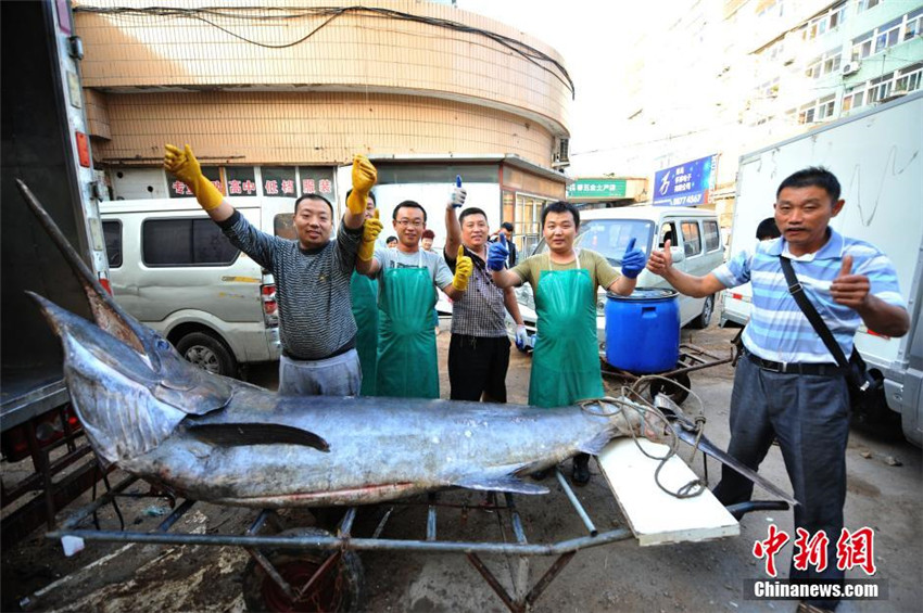 Neuer Rekord: Fischer fängt 345-Kilo-Schwertfisch