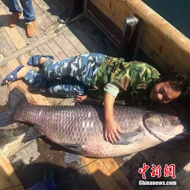 „Fisch-König“ im Qiandao-See gefangen