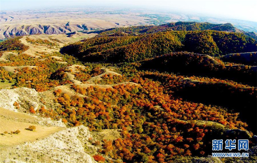 Huocheng: Die Lavendelhochburg von China