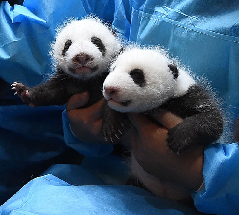 Panda-Kindergarten eröffnet