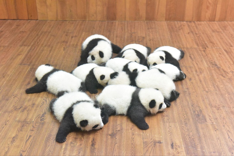 Panda-Kindergarten eröffnet