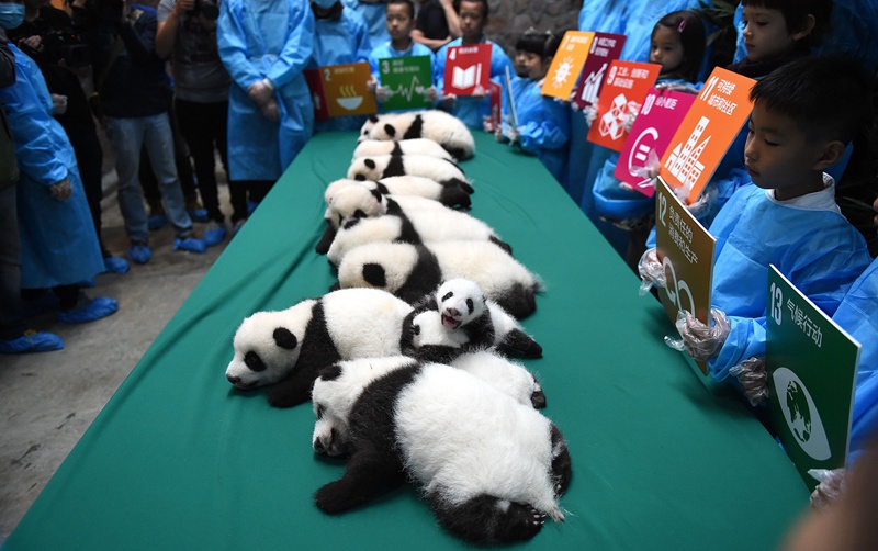 Panda-Kindergarten eröffnet