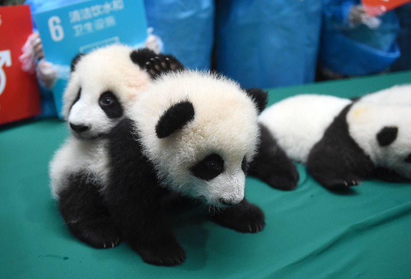 Panda-Kindergarten eröffnet