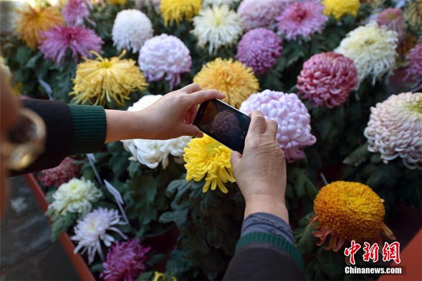 Bunte Chrysanthemen-Ausstellung in Beijing