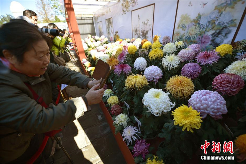 Bunte Chrysanthemen-Ausstellung in Beijing