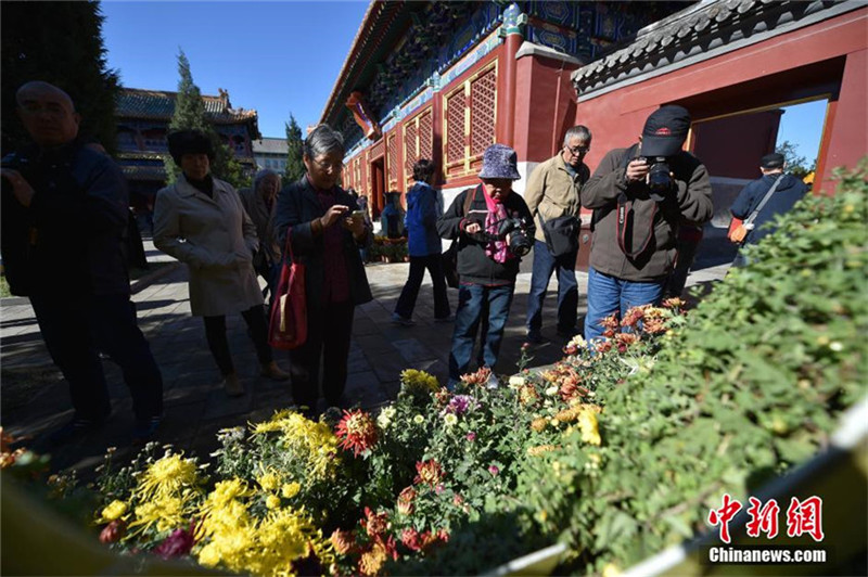 Bunte Chrysanthemen-Ausstellung in Beijing