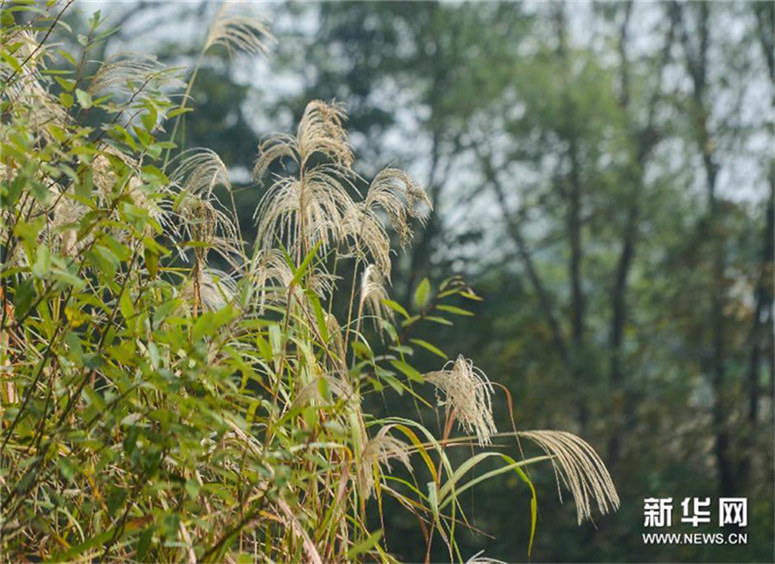 Der Xixi-Feuchtgebiet-Park im bunten Herbstgewand