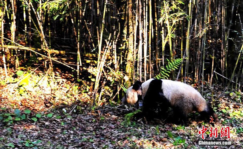 Fünfter Panda in Sichuan ausgewildert