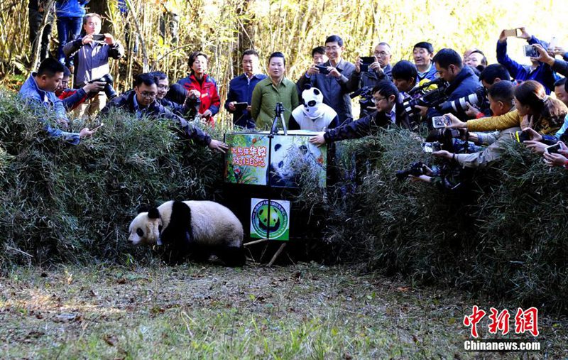 Fünfter Panda in Sichuan ausgewildert