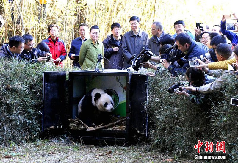 Fünfter Panda in Sichuan ausgewildert