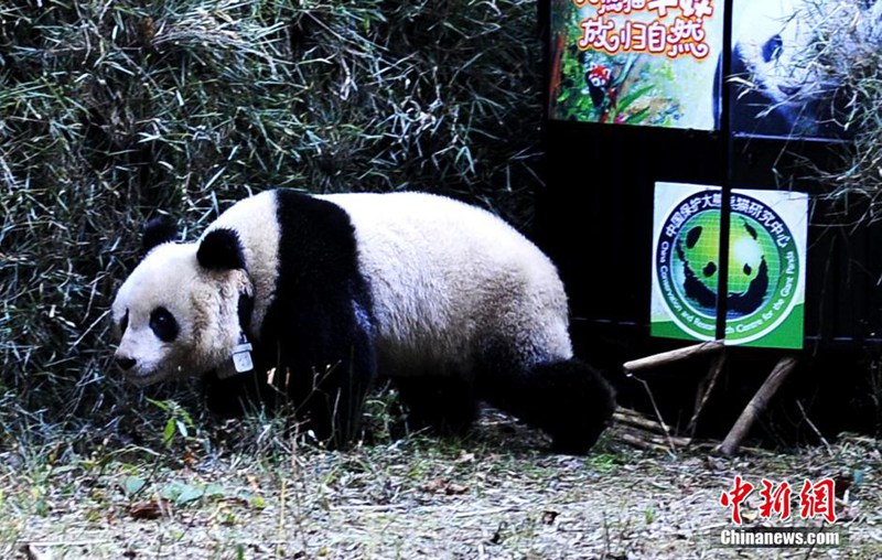 Fünfter Panda in Sichuan ausgewildert