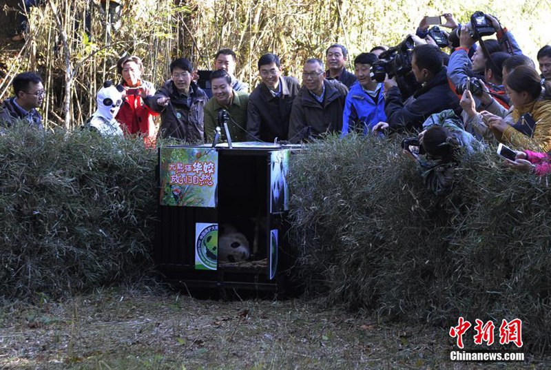 Fünfter Panda in Sichuan ausgewildert